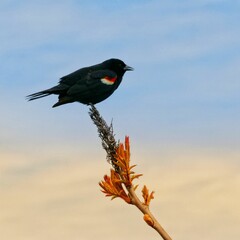 Red-winged blackbird perched on the edge of a tall plant.