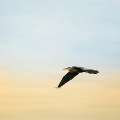 Majestic blue heron in mid-flight during a beautiful sunset.
