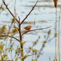 Small yellow warbler perched on a tree branch in its natural habitat.