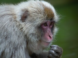 Adorable a macaque in the forest setting