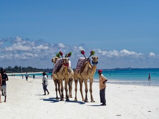 Group of four people strolling along a sandy beach two camels in the foreground