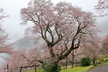 霧の中のひょうたん桜　（高知県　仁淀川町）