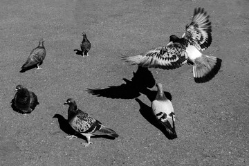 Group of pigeons walking on the ground in search of food.