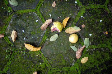 Ripe guavas eaten by animals and dry leaves on the ground