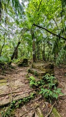 BAGNE DES ANNAMITES - MONTSINERY-TONNEGRANDE (Guyane)