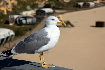 Close up of seagull on stone wall on beach
