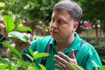 A man gardener discovered insect pests leaves of a plant.
