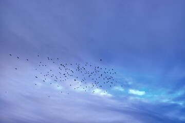 Flock of birds soaring through blue clouded sky