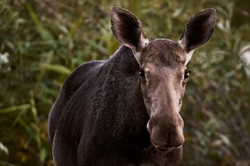 Closeup of a majestic Moose in a lush green with a blurry background