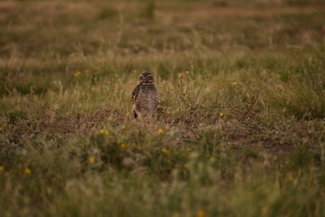 Owl in the middle of an open field in the daytime