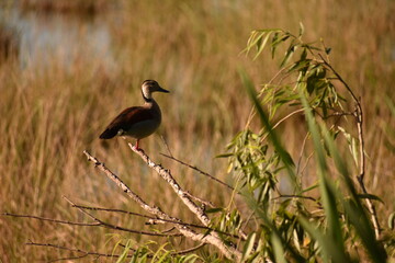 Selective focus shot of a duck standing on a branch