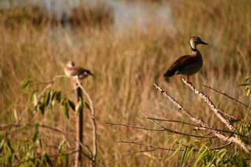 Selective focus shot of a duck standing on a branch