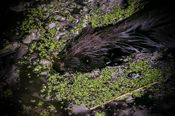 Closeup of a black Eurasian beaver swimming in an aquatic environment