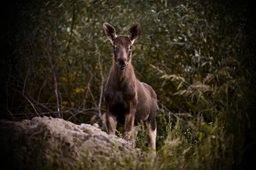 Closeup of a majestic Moose in a lush green with a blurry background
