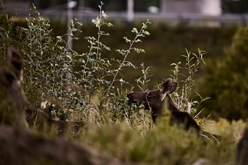 Closeup of a majestic Moose in a lush green with a blurry background