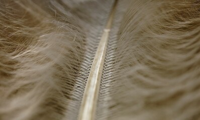 Macro shot of a feather texture