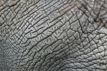 Closeup shot of details on wrinkled gray elephant skin