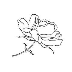 Wild rose flower on stem with leaves. Vector hand drawn floral illustration of blooming rose hip in line art style.