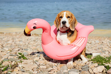 A beagle dog in an inflatable swimming flamingo sits on a pebble beach by the sea.