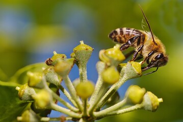 Close up shot of a small bee resting on top of a plant with small yellow flowers