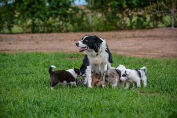 Adorable Australian Shepherd dog with its puppies on lush green grass.