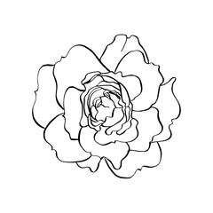 Wild rose flower. Vector hand drawn floral illustration of blooming rose hip in line art style for...