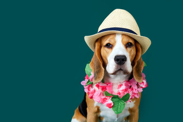 A beagle dog in Hawaiian floral decorations on a green background. A summer concept.