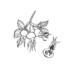 Rose hip berries with leaves. Vector hand drawn floral illustration with hips of dog rose in line art style