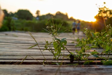 Native plants overgrow a bridge made of planks