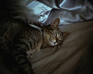 Close-up image of an adorable cat lying on a soft pillow