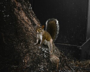 Cute eastern gray squirrel on a tree branch, holding a nut in its mouth