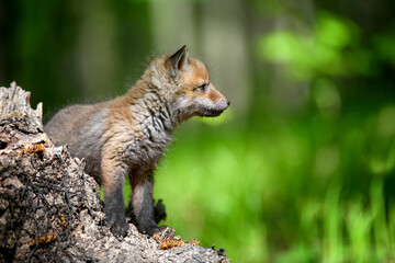 Red fox, vulpes vulpes, small young cub on stump - obrazy, fototapety, plakaty
