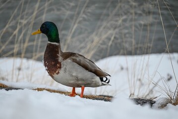Mallard duck stands in a wintery setting surrounded by pristine snow