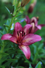 
lily is dark pink on a background of green grass