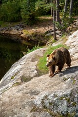 Brown bear atop a large boulder with a scenic lake and surrounding greenery in the background