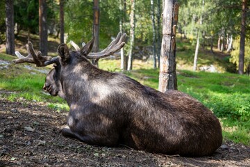 Majestic moose resting peacefully in a picturesque forest surrounded by tall pine trees