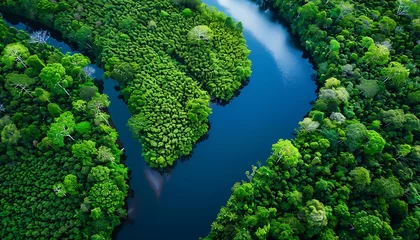  lush green trees and a river flowing through the middle of the forest © Maksym