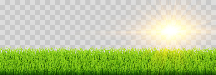 Green vector grass isolated on png background. Spring green grass, lawn. Summer nature decoration
 - obrazy, fototapety, plakaty