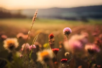  Flower field, meadow flowers in soft warm light. Autumn landscape blurry nature background. Generative AI © Jaon