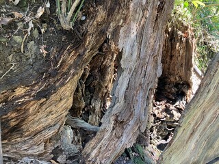 朽ちた大木の幹