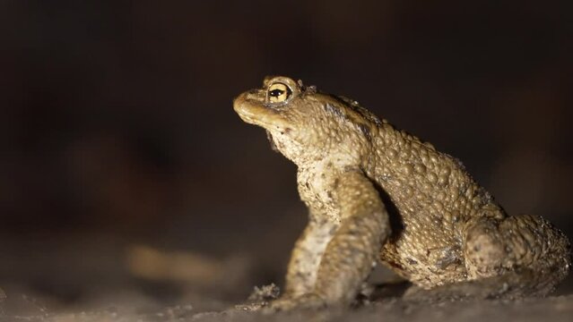 Closeup video of a common toad on the ground on a blurred background at night