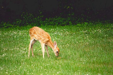 Baby Deer Spotted Fawn Grazing in Clover Field