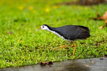 Bird on lush green grass in the rain, surrounded by a peaceful atmosphere