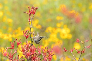 Small, amethyst sunbird perched atop a vibrant red flower bush, with a backdrop of yellow blooms