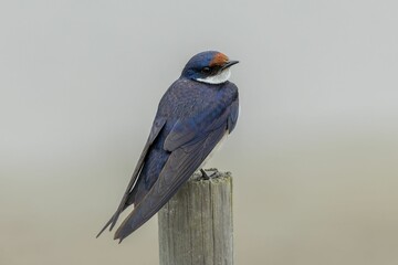 Colorful white-throated swallow is perched on top of a worn wooden post