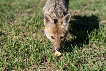 Fox is snout-deep in a lush grassy field, exploring its habitat with its keen sense of smell