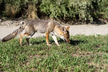 Fox is snout-deep in a lush grassy field, exploring its habitat with its keen sense of smell