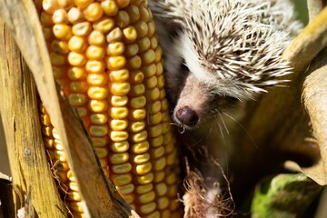 Cute hedgehog near a corn stalk, peeking over the edge of the leafy plant to grab it with its mouth
