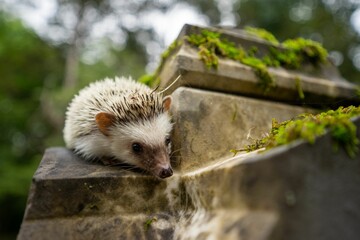 Close-up view of a small hedgehog with its head drooping down in a natural environment