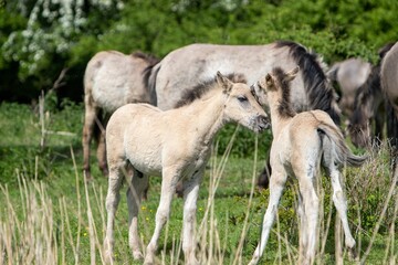 Fototapeta premium Light brown horses standing side-by-side in a lush, green pasture